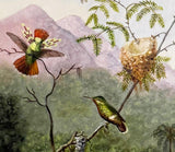 Original Hummingbird Oil Painting, Tufted Coquette, Gilded Wood Framed Wall Art