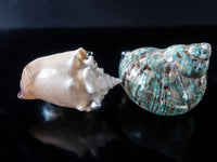 Vintage Napkin Rings Hans Turnwald Sea Shells IOB Miami Paris Dining And Serving