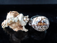 Vintage Napkin Rings Hans Turnwald Sea Shells IOB Miami Paris Dining And Serving
