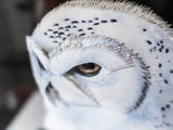 Large Vintage Paper Tole Snow Owl 3D Bamboo Framed Paintings And Art